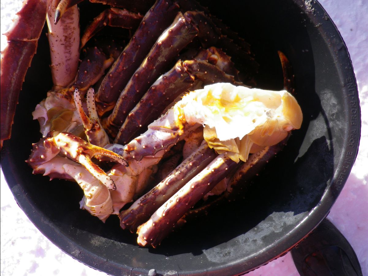 King Crab041